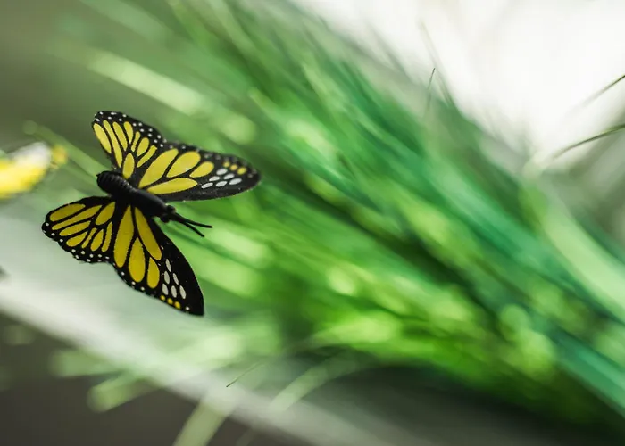 Apartment Violet Red Yellow Korčula