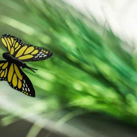 Apartman Violet Red Yellow Korcula Town